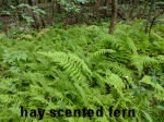 File:Dennstaedtia punctilobula 4zz.jpg - Wikimedia File:Dennstaedtia punctilobula 4zz.jpg - Wikimedia